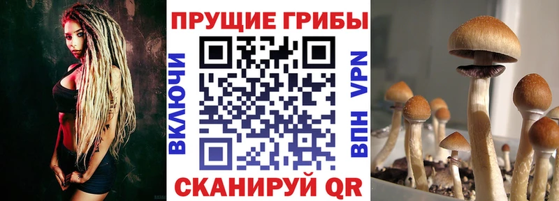 Галлюциногенные грибы мицелий наркотики Торопец